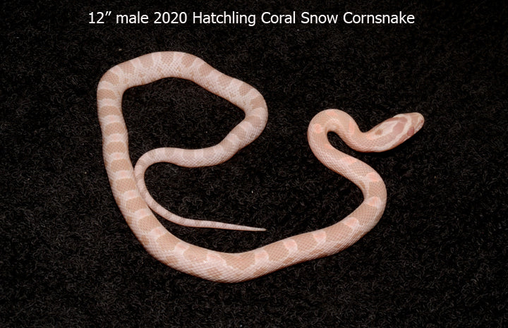 Copy of 12" Male Coral Snow - South Mountain Reptiles