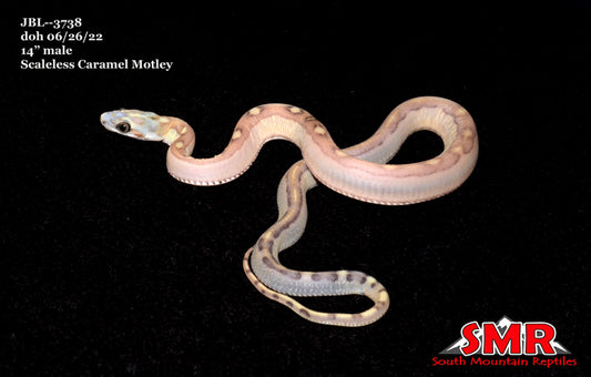 Scaleless Caramel Motley