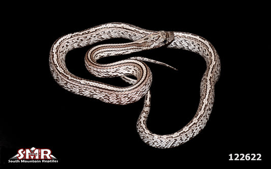 Cinder Tessera Corn Snake