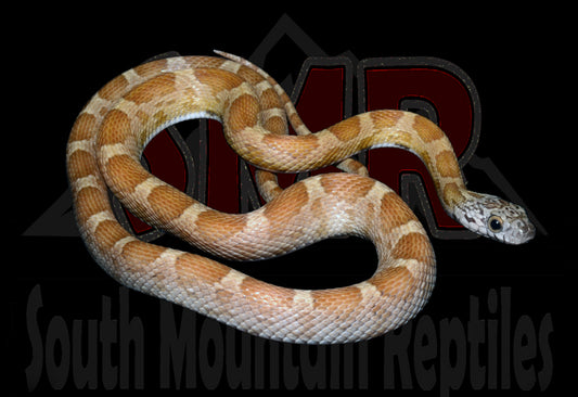 Honey Motley 20" Male