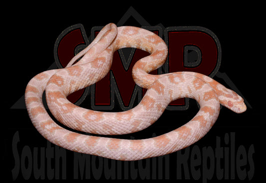 Strawberry Snow 24" male