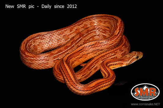 Tessera 30" Male for sale by South Mountain Reptiles