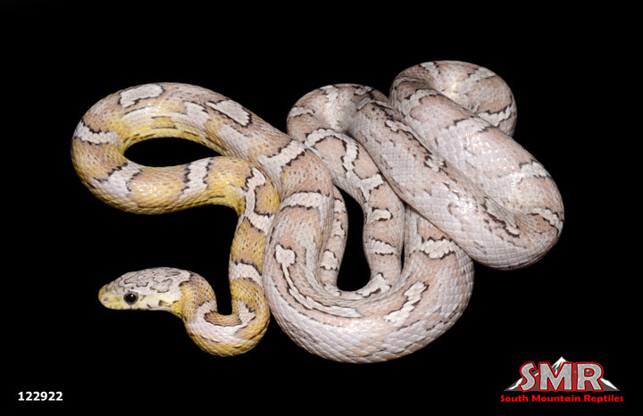 Sunkissed Anery Corn Snake