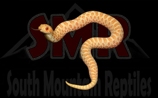 Albino Hognose 6" Male